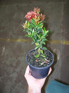 IXORA DE VASO. Altura da planta É determinado pelo tamanho da planta desde  a borda do vaso até a média final das hastes florais ou folhas. - PDF Free  Download