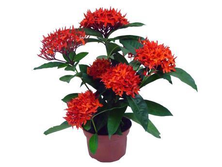 IXORA DE VASO. Altura da planta É determinado pelo tamanho da planta desde  a borda do vaso até a média final das hastes florais ou folhas. - PDF Free  Download