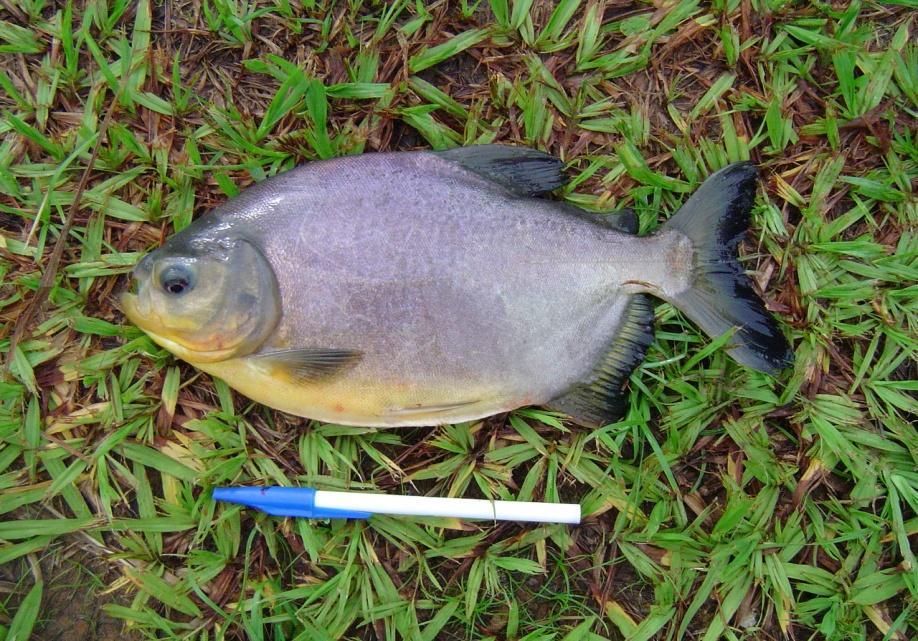 PACU EM GAIOLAS DE PEQUENO VOLUME: NUTRIÇÃO, DESEMPENHO E EXCREÇÃO DE NUTRIENTES.