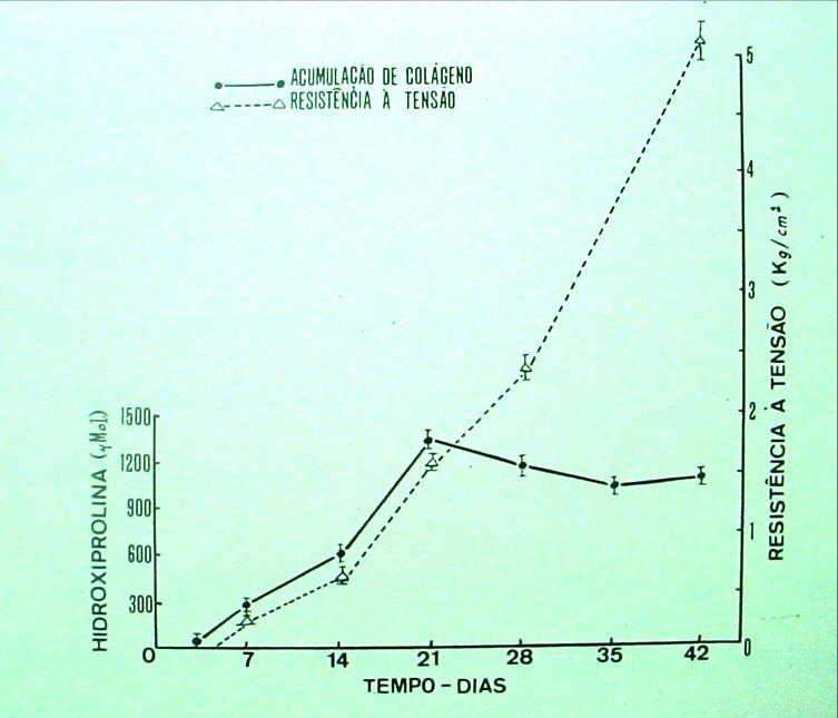 Figura 4 A figura demonstra que após o 21º dia de cicatrização, (em trabalho experimental em ratos), a resistência das feridas continua aumentando e a produção de colágeno (hidroxiprolina) estabiliza.