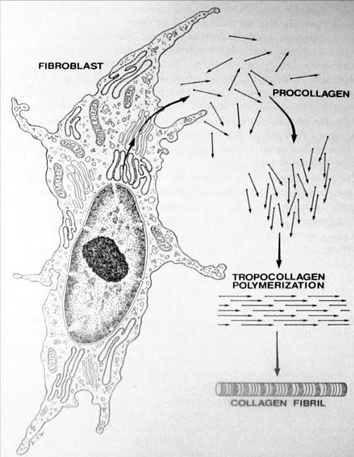 Figura 1 Esquema de fibroblasto sintetizando colágeno inicialmente sob a forma de procolágeno, que se transforma em tropocolágeno, polimeriza-se e forma fibras 16.