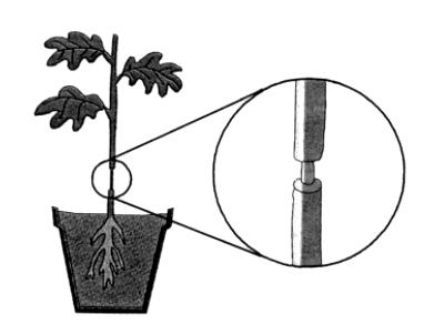 Grupo I 1. No esquema da Figura 1 está representada a fase inicial de um procedimento experimental realizado com o objectivo de estudar a translocação da seiva elaborada no floema.