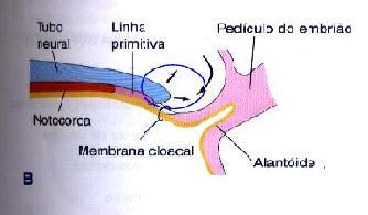 membrana cloacal. Antes do dobramento a linha primitiva situa-se cranialmente a esta membrana.
