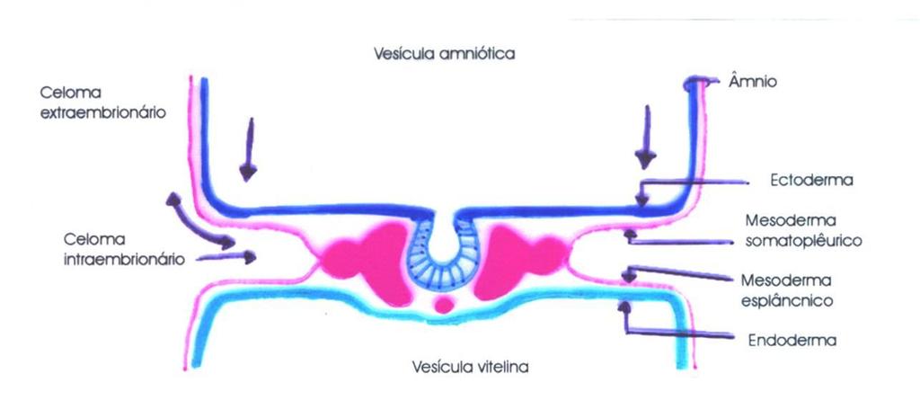 Figura 1: Esquema do embrião plano com comunicação entre os celomas intra e extraembrionário. Em corte longitudinal, a membrana bucofaríngea é anterior ao Sistema Nervoso Central cefálico.