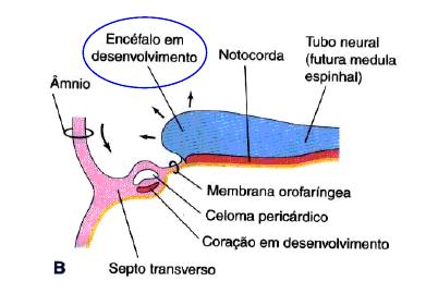 Com as flexuras cefálica e caudal, parte do endoderma intraembrionário é incorporado no embrião formando o intestino primitivo anterior, fechado cefalicamente pela membrana bucofaríngea e o intestino