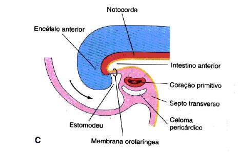 A Figura 4 mostra a formação da flexura cefálica (prega cefálica) disposição do septo transverso, cavidade pericárdica, e membrana bucofaríngea (aqui indicada orofaríngea) e o crescimento dorsal e