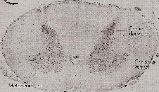19 Figura 1. Medula espinhal em corte transversal. Fonte: Adaptado de Lent, R. (2002). Os Sentidos do Corpo. In: R. Lent. Cem Bilhões de Neurônios - Conceitos Fundamentais de Neurociência. (pp.
