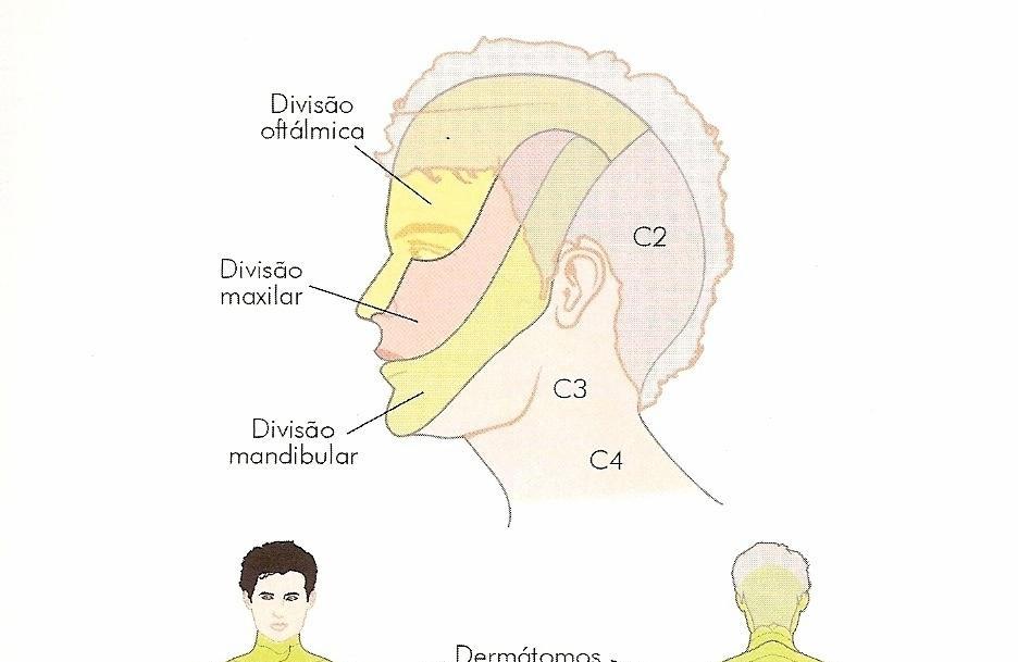 21 Figura 3. Desenho esquemático do corpo humano com indicação dos dermátomos e seus respectivos segmentos medulares. Fonte: Adaptado de Lent, R. (2002).