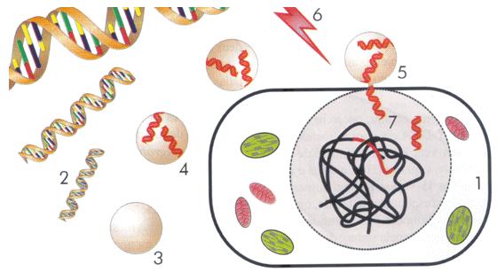 Eletroporação: Em uma cubeta, células vegetais sem a parede celular (1) são colocadas em contato com o DNA exógeno (2) e lipídios polares tipo lipofectina (3).