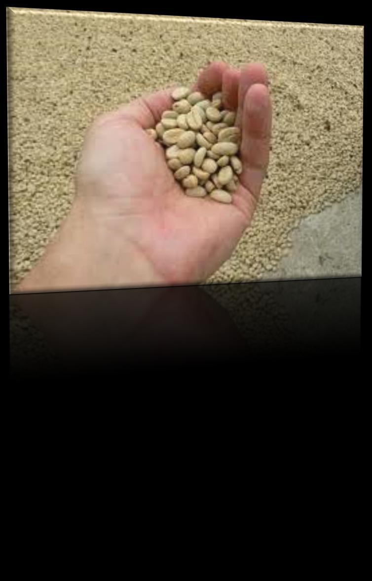 INTRODUÇÃO A semente do cafeeiro