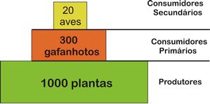 Introdução à Ecologia Pirâmides ecológicas ou de energia São diagramas usados para expressar o