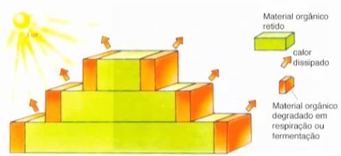 Pirâmides ecológicas ou de energia A pirâmide de energia apresenta a quantidade de energia