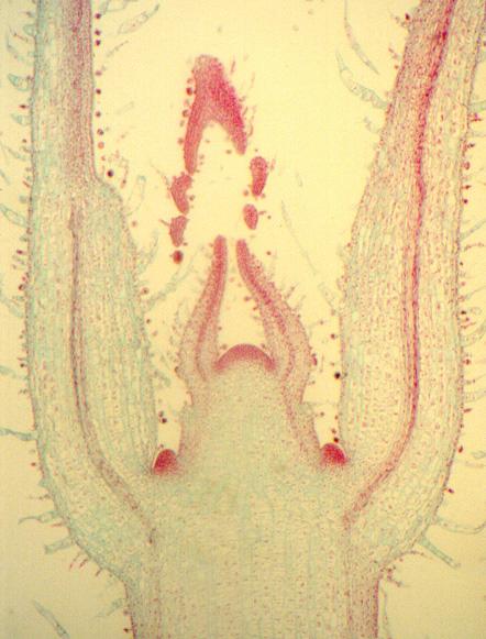 Meristema apical vegetativo