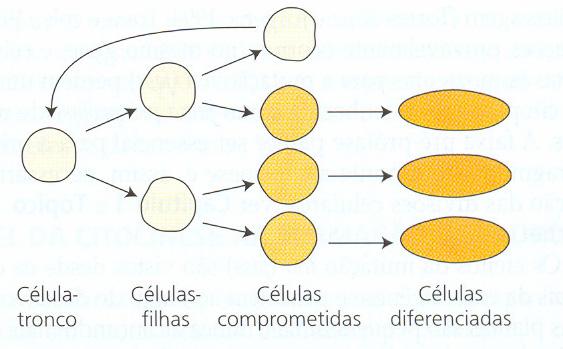 fatores endógenos farores