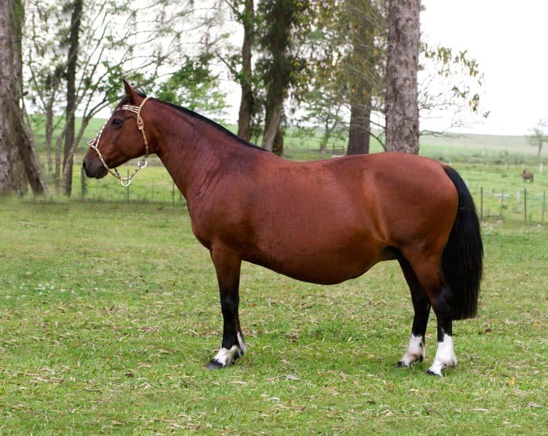 Cavalo Crioulo - O tobiano negro Desenho do Parador na Cabanha Rio Bonito !