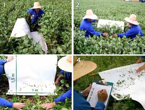 da cultura, ou pelo próprio comportamento desses insetos sugadores que buscam, normalmente, locais mais frescos nos horários quentes do dia, como as partes baixas da planta e faces inferiores das