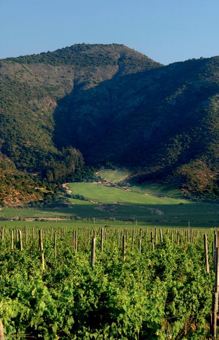 > VIÑA TARAPACÁ > VINHEDOS E ADEGAS VINHEDOS E ADEGA A propriedade da Viña Tarapacá na Isla de Maipo abrange 2.600 hectares, dos quais 605 são vinhedos.