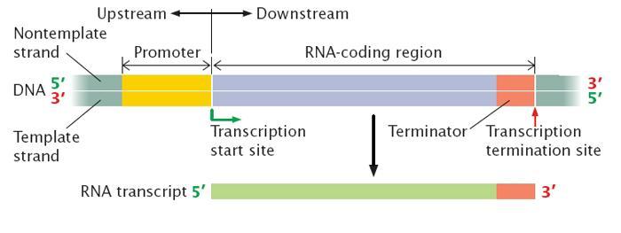 Fita codificadora Promotor Região codificadora do RNA Fita molde Sítio de início de transcrição