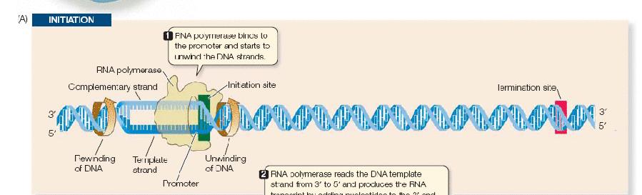 A transcrição do DNA apresenta uma fase de iniciação, uma fase de elongação e uma fase de terminação. INICIAÇÃO RNA pol Fita codificadora 1.