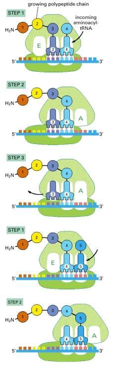 A síntese proteica ocorre sequencialmente no ribossomo.