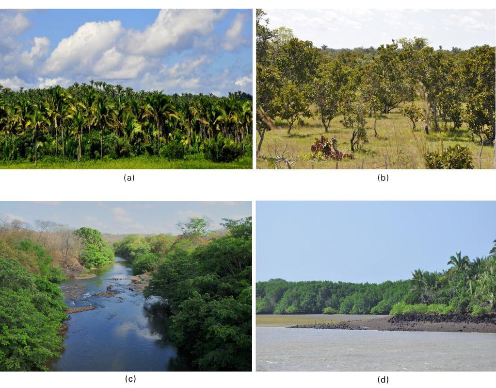 22 Conservação da Biodiversidade do Estado do Maranhão: Cenário Atual em Dados Maranhão, e apesar disso, menos de 19% do Estado está protegido por unidades de conservação, englobando as categorias