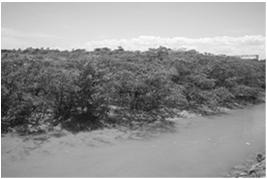 hidrófitas. Nos locais de ocorrência de manguezais há riqueza de nutrientes.