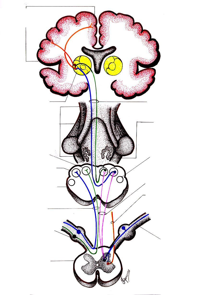 Sistema Ascendente Polissináptico da Coluna Dorsal Córtex Sensorial Primário Núcleo ventral póstero-lateral do tálamo Tronco encefálico : Mesencéfalo, ponte e 1/3 proximal do bulbo Lemnisco medial