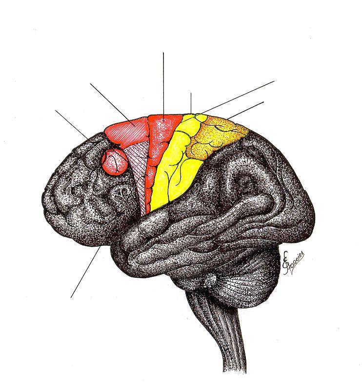 ÁREAS CORTICAIS MOTORAS. Córtex Motora Primária: Área: 4.