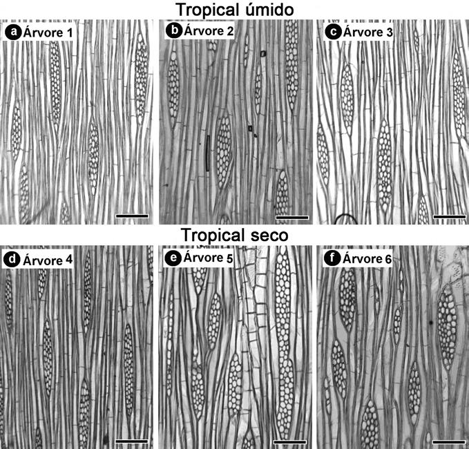Os raios mostraram tendência a apresentar maior altura no lenho das árvores de gmelina de clima tropical úmido (Tabela 3). Escala de barra= 2 mm (Scale bar = 200 µm) Figura 1.