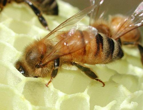Abelha melífera -> No Brasil, a abelha italiana era dominante até a chegada das abelhas africanas.