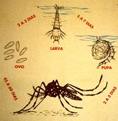 Mosquito Aedes aegypti -> Distribui-se nas zonas tropicais e subtropicais do globo e é um vetor comum da dengue e febre amarela. -> Distribuição limitada pela latitude.