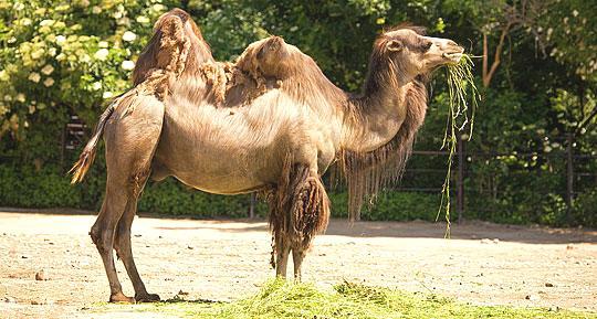 Camelo -> O camelo não pode se esconder num buraco para escapar do calor, mas também pode ficar por longos períodos sem água.
