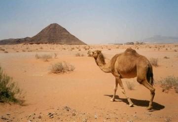 -> No camelo, a temperatura sobe lentamente até 41 o C; só então começa a suar livremente.