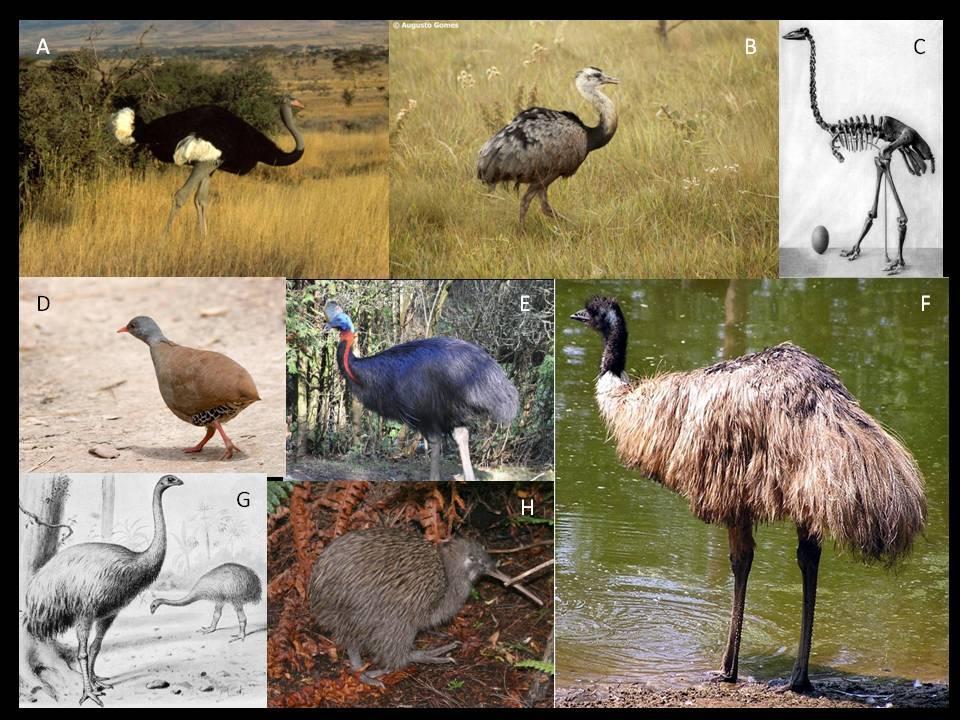 Figura 1: Aves paleognata (A) avestruz; (B) ema; (C) ave-elefante extinta; (d) inhambu; (E) casuar; (F)