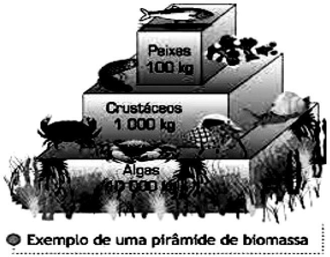 luminosa e são responsáveis pela produtividade primária líquida.