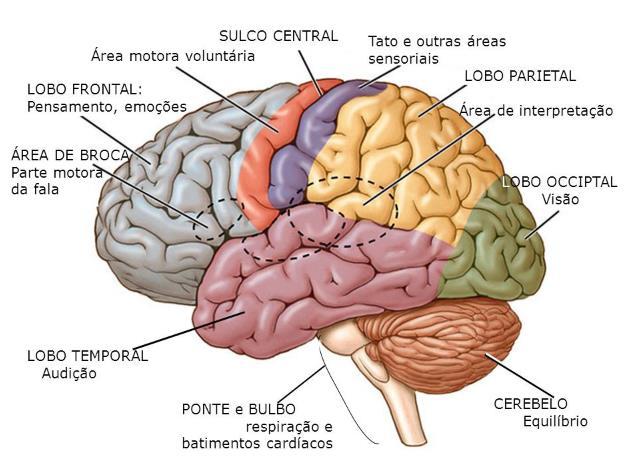 A existência de duas áreas cerebrais responsáveis pela linguagem: I - A área de Broca, situada no giro frontal inferior, à frente do córtex motor, pólo expressivo, relacionada à dificuldade em