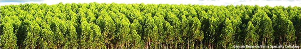 021 Reflorestamento das espécies Produção de mudas Preparo do solo Sulcamento e marcação do solo