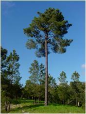 (*): saligna, grandis, urophylla, globulus, teriticornis, etc. SOFTWOOD ou CONÍFERAS (FIBRAS LONGAS): Pinus spp.