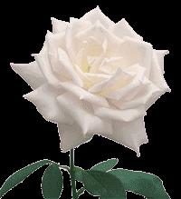 Ritual da rosa branca para o amor Antigo costume, ou Simpatia para abrir caminhos no amor.