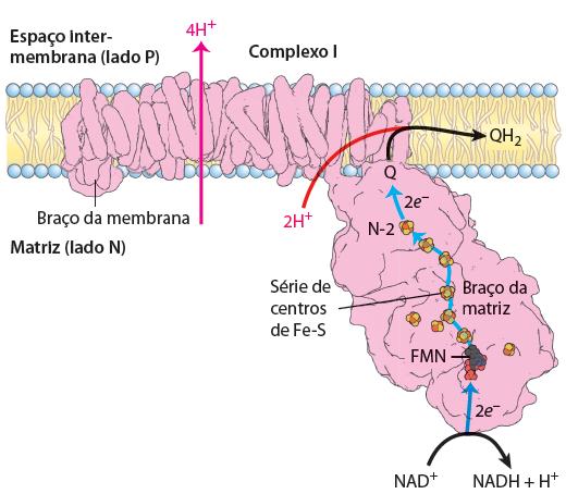 COMPLEXO I: NADH:UBIQUINONA-OXIDOREDUTASE OU NADH-DESIDOGENASE Grupos prostéticos: FMN e Fe-S Porta de entrada dos e do NADH produzidos dentro da mitocôndria -O
