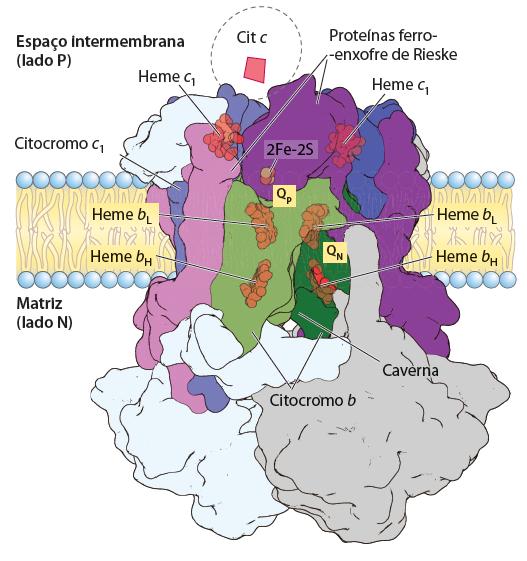 mitocondrial para o espaço intermembrana - possui duas unidades de Citocromo b