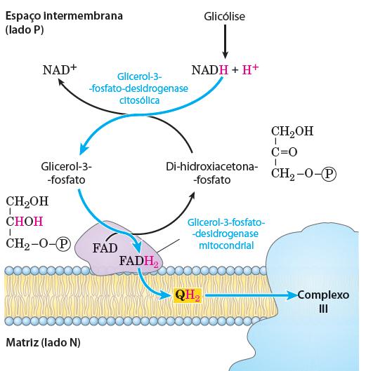 SISTEMAS DE TRANSPORTE MITOCONDRIAL LANÇADEIRA DE GLICEROL-3-P Músculo esquelético e encéfalo A glicerol-3-fosfato desidrogenase catalisa a oxidação do NADH citosólico pela DHAP para produzir NAD+, o