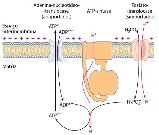 SISTEMAS DE TRANSPORTE MITOCONDRIAL TRANSLOCADOR DE ATP/ADP-PI A maior parte do ATP gerado na matriz mitocondrial pela fosforilação oxidativa é utilizado no citosol A MMI contém um translocador de