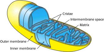 LOCAL: MITOCÔNDRIA - Organela de eucariotos Possui duas membranas Membrana Mitocondrial externa - MME -
