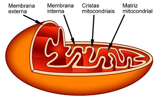 MMI -~ 75% de proteínas: mais rica em proteínas do que a MME LOCAL: MITOCÔNDRIA A impermeabilidade da MMI para a maioria dos íons e metabólitos permite a formação de um gradiente de íons através