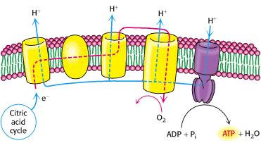 CADEIA TRANSPORTADORA DE ELÉTRONS OU CADEIA RESPIRATÓRIA Os carreadores que transportam os elétrons do NADH e FADH 2 até O 2 estão na MMI - A oxidação de NADH e FADH 2 é promovida pela cadeia de