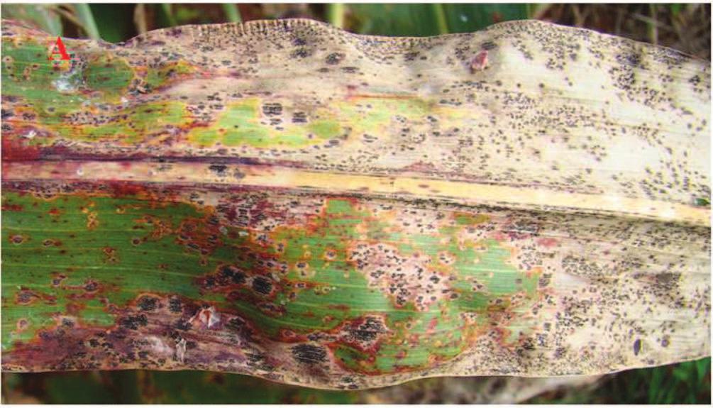 1 Antracnose foliar com lesões coalescentes (A), Antracnose na nervura central da folha (B) e plantas completamente necrosadas pelo ataque do patógeno (C).