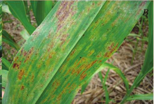 Míldio-do-sorgo (Peronosclerospora sorghi) O míldio é uma doença com ampla faixa de adaptação climática, sendo encontrada em todas as regiões de plantio de sorgo sacarino, e de outros tipos, no