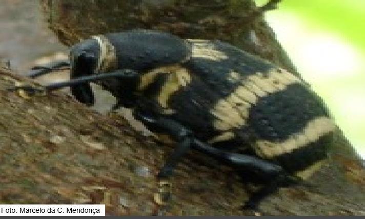 CITROS Pragas: Broca-da-laranjeira O adulto é besouro com forma convexa, tem 22mm de comprimento e faixas de