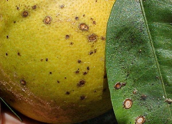 Laranja e limão CITROS Antracnose Controle Colheita de frutos maduros, com coloração uniforme; Tratamento